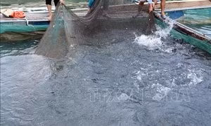 Sẽ nuôi cá nước ngọt tại hồ chứa nước bô xít Bảo Lộc