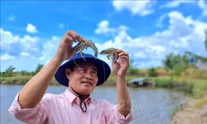 Chứng nhận BAP đầu tiên của Việt Nam được trao cho vùng chuyên canh lúa - tôm ở Cà Mau