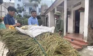 Hà Nội: Khẩn trương thu hoạch lúa 'xanh nhà hơn già đồng'