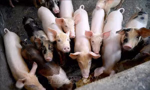 Hàng trăm con lợn chết tại Indonesia nghi do nhiễm virus tả lợn châu Phi