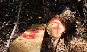 Thực hiện đóng cửa rừng tự nhiên - Bài 4: Tháo gỡ vướng mắc, sử dụng đúng mục đích quỹ đất nông, lâm trường