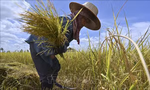 LHQ thúc đẩy vai trò của nữ giới trong lĩnh vực nông nghiệp