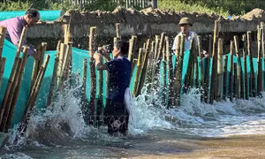 Cần sớm xây kè chống xâm thực biển gây sạt lở ở Hoằng Hóa