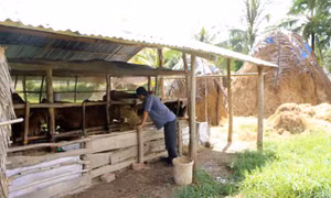 Chăn nuôi bò - 'cần câu cơm' của nông dân Sóc Trăng