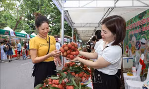 Khai mạc Phiên chợ vải Hưng Yên năm 2025