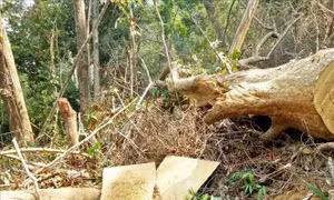 Bắt tạm giam nhân viên Ban Quản lý rừng phòng hộ Đại Ninh, Lâm Đồng