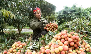 Thúc đẩy xuất khẩu hàng nông sản sang thị trường Trung Quốc