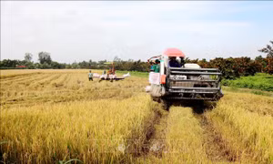 Vụ lúa Thu Đông có mức lợi nhuận cao nhất lịch sử