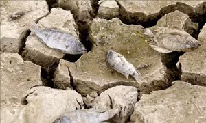 Hạn hán khốc liệt ở Bình Thuận, nhiều hồ đập thủy lợi trơ đáy