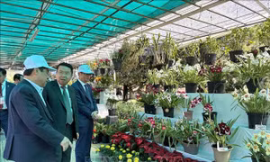Đà Lạt thu hút hàng trăm nghìn du khách dịp đầu năm