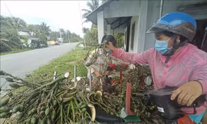 Cảnh báo tình trạng đổ xô mở rộng diện tích trồng cau tại Bến Tre