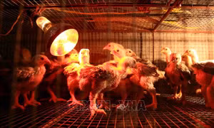 Bảo tồn, khai thác và phát triển nguồn gen - Bài cuối: Thúc đẩy chia sẻ nguồn gen