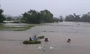 Mưa lớn gây úng ngập hơn 4.000 ha lúa, rau màu tại Hà Nội