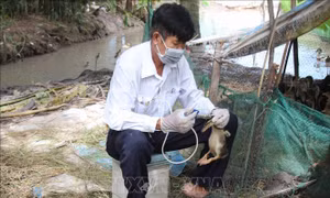 Bộ Y tế khuyến cáo các biện pháp phòng, chống cúm A/H5N1