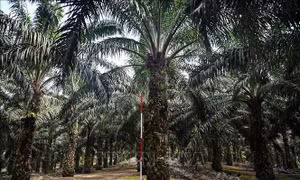 Indonesia đe dọa tẩy chay máy bay và các sản phẩm khác của EU