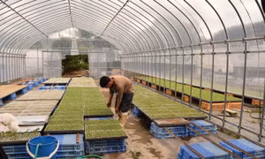 Lao động châu Á tại Nhật Bản - Bài 1: Đông Nam Á - nguồn cung lao động quan trọng