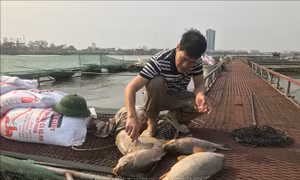 Cá nuôi lồng trên sông Thái Bình chết hàng loạt chưa rõ nguyên nhân