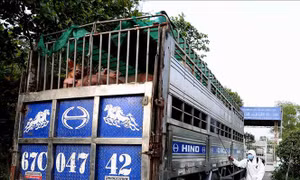 Lập chốt trên sông Tiền, sông Hậu để chặn dịch tả lợn châu Phi