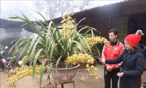 Nhộn nhịp thủ phủ địa lan Sin Suối Hồ