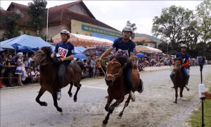 Ngựa thồ tung vó trên cao nguyên Bắc Hà