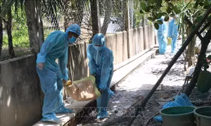 Các địa phương khống chế, không để dịch tả lợn châu Phi lây lan