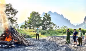 Tiêu hủy 75 gốc cây anh đào không rõ nguồn gốc xuất xứ