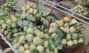 Na Chi Lăng vào chính vụ