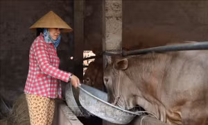 Giá bò xuống thấp, nông dân giảm đàn để tránh thua lỗ