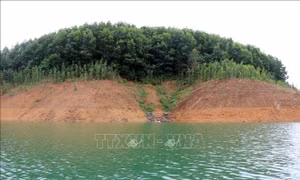 Trồng rừng nhưng không thành rừng
