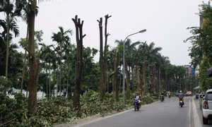 Trồng hoa sữa ở bãi rác Nam Sơn không có hiệu quả ngăn mùi