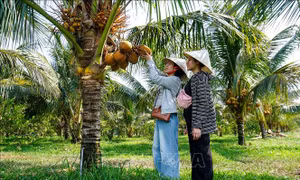 Hình thành không gian du lịch nông nghiệp xanh quanh Núi Bà Đen