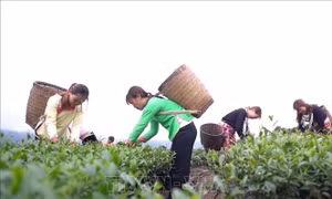 Khát vọng thoát nghèo dưới chân núi Hoàng Liên Sơn