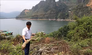 Hòa Bình: Điều tra vụ 200 cây sưa đỏ của người dân bị chặt phá 