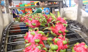 Sở hữu trí tuệ trong nông nghiệp - Bài 1: Thực trạng bảo hộ sở hữu trí tuệ giống cây trồng