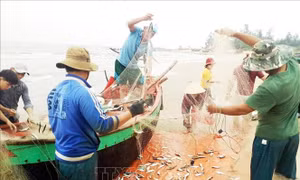 Làng biển Quảng Bình trúng 'lộc' đầu năm