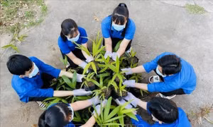 Cả nước đã trồng gần 770 triệu cây xanh thuộc Đề án 'Trồng một tỷ cây xanh'