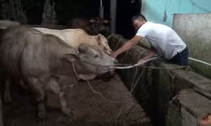 Hàng chục con bò kiệt sức vì bị bơm nước tăng trọng lượng trước khi giết mổ