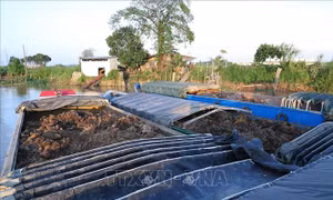 Phát hiện 7 sà lan vận chuyển số lượng lớn đất mặt không hóa đơn