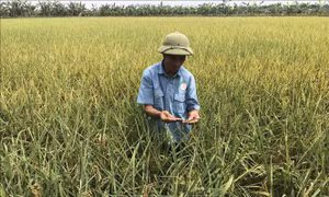 Gạo Bãi Rươi: Sản phẩm sạch hữu cơ ở Tứ Kỳ, Hải Dương