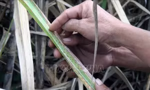 Mía sắp thu hoạch thì đổ bệnh đốm vàng lá