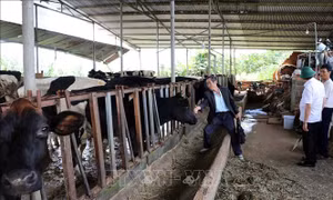 Một địa phương của Lâm Đồng đã điều trị ổn định bệnh tiêu chảy trên đàn bò sữa
