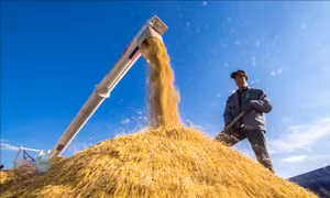 WTO ra phán quyết Trung Quốc trợ giá một số sản phẩm nông nghiệp