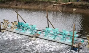 Hỗ trợ gia đình có 2 người bị điện giật tử vong dưới ao nuôi tôm