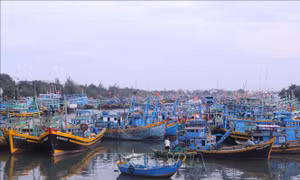 Bão số 9 suy yếu, Bình Thuận cho phép ngư dân ra biển hoạt động