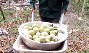 'Vị ngọt' nhờ bao trái vú sữa 