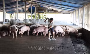 Di dời cơ sở chăn nuôi ra khỏi khu dân cư - Bài 1: Cuộc 'cách mạng' đại di dời
