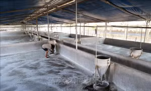 Di dời cơ sở chăn nuôi ra khỏi khu dân cư - Bài cuối: Cần lộ trình phù hợp
