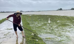 Mưa lớn gây ngập úng nhiều diện tích lúa và hoa màu tại Phú Yên