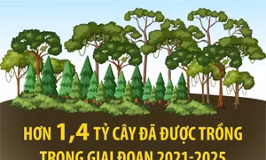 Hơn 1,4 tỷ cây đã được trồng trong giai đoạn 2021-2025