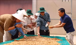 Cà phê Việt trong kỷ nguyên giá trị - Bài 2: Chất lượng, bản sắc và uy tín